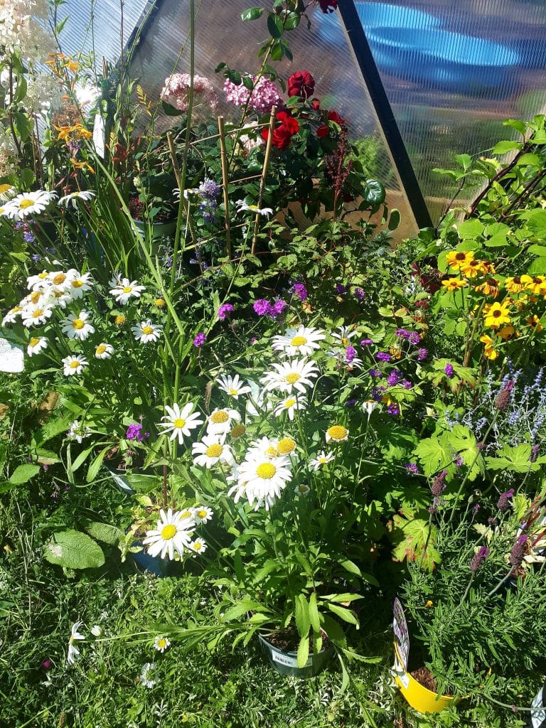GAP's work since COVID-19 as featured in Centre for Global Education's journal Policy and Practice; a reflective piece looking back on our experience. Picture shows flowers growing in GAP's GLAS Community Garden in Ballymun