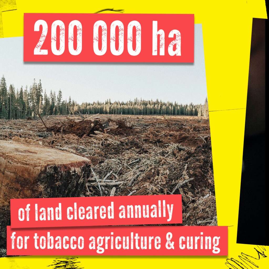 Smoking causes deforestation