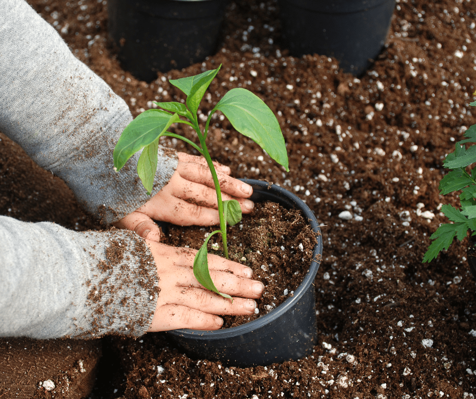 child hands putting a plant in a pot