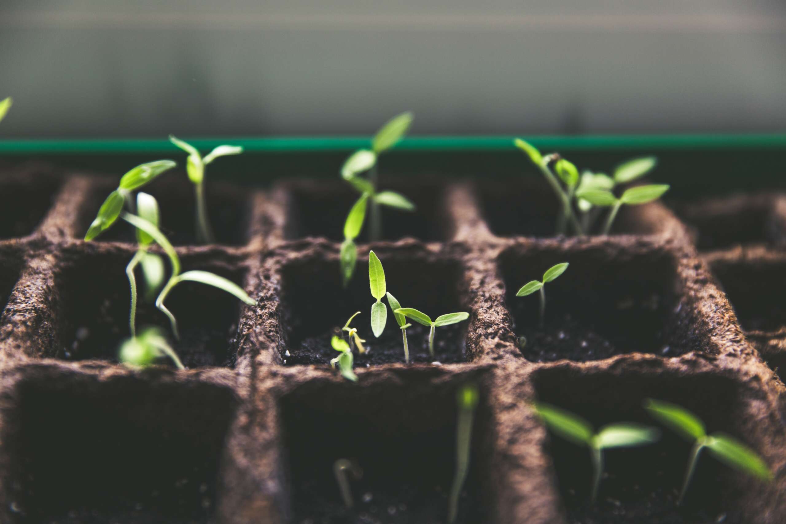 vegetable plant seedlings in pots