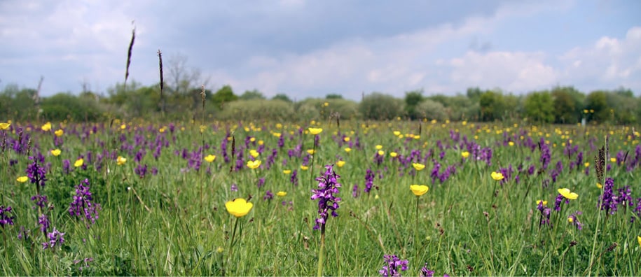 flowery meadow