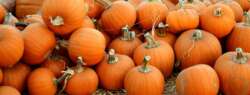 Large stack of pumpkins