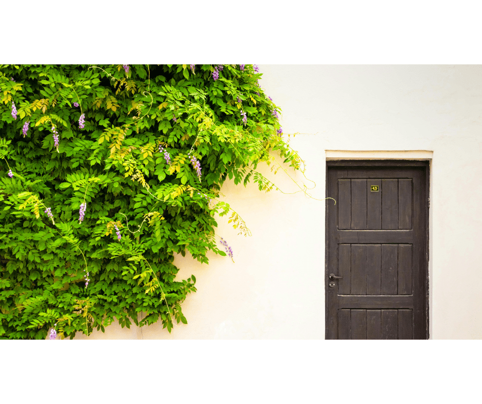 Doorway in a wall covered with ivy