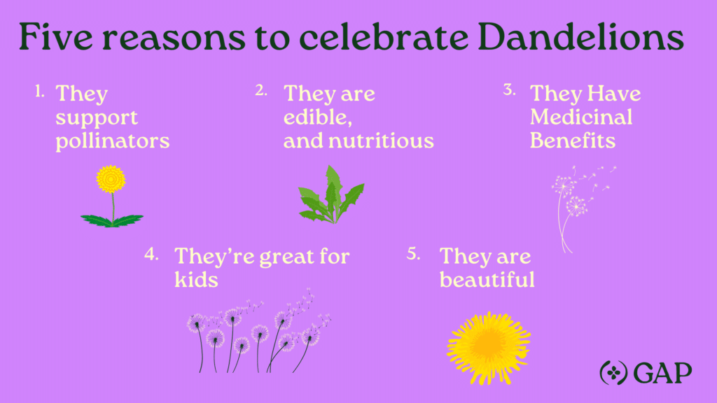 5 reasons to celebrate dandelions