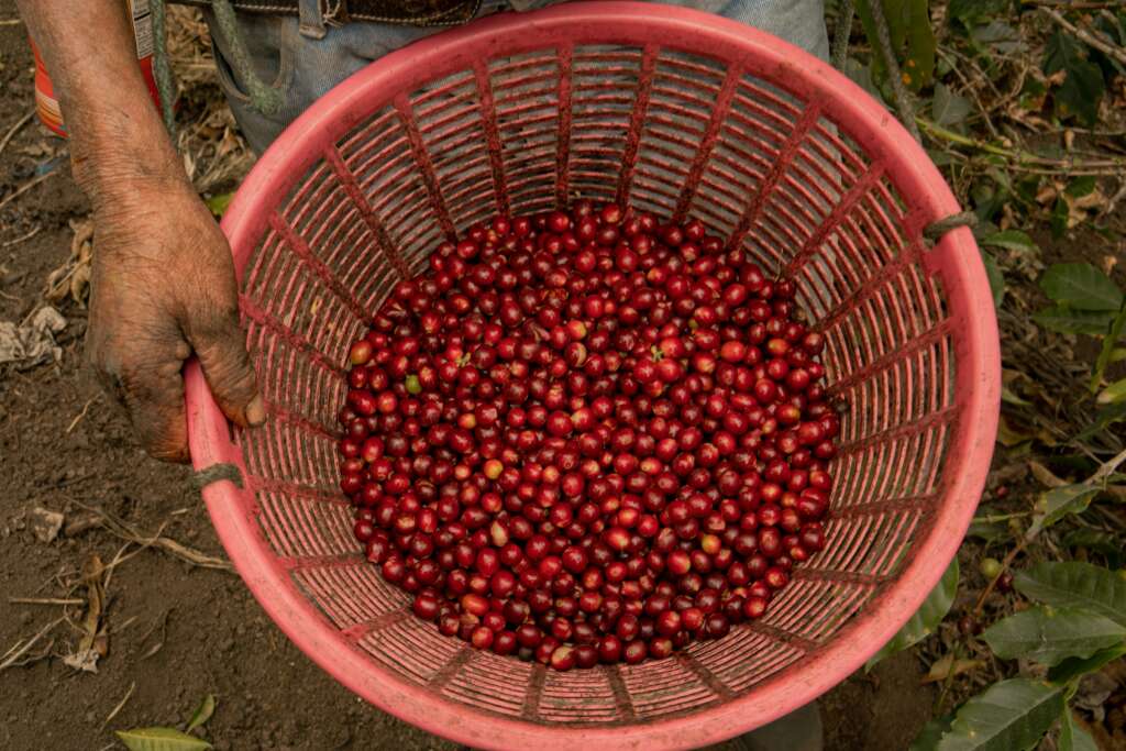 raw coffee beans