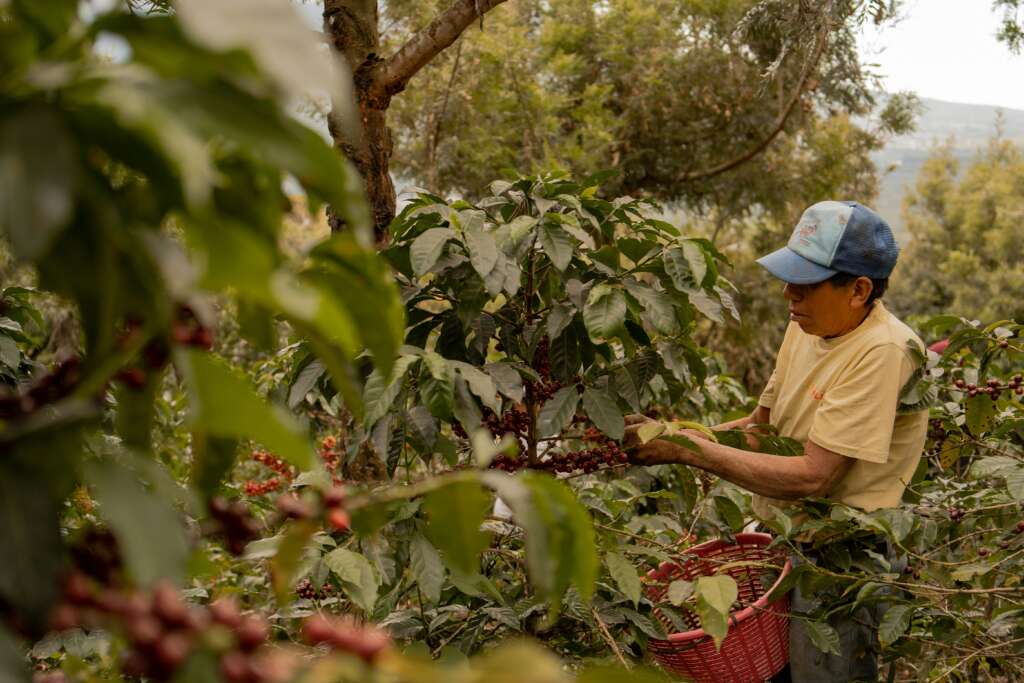 A farmer harvesting coffee beans