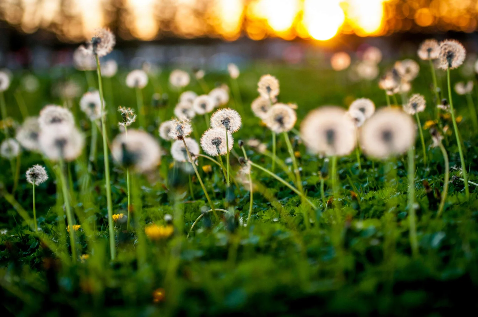A field of dandelions