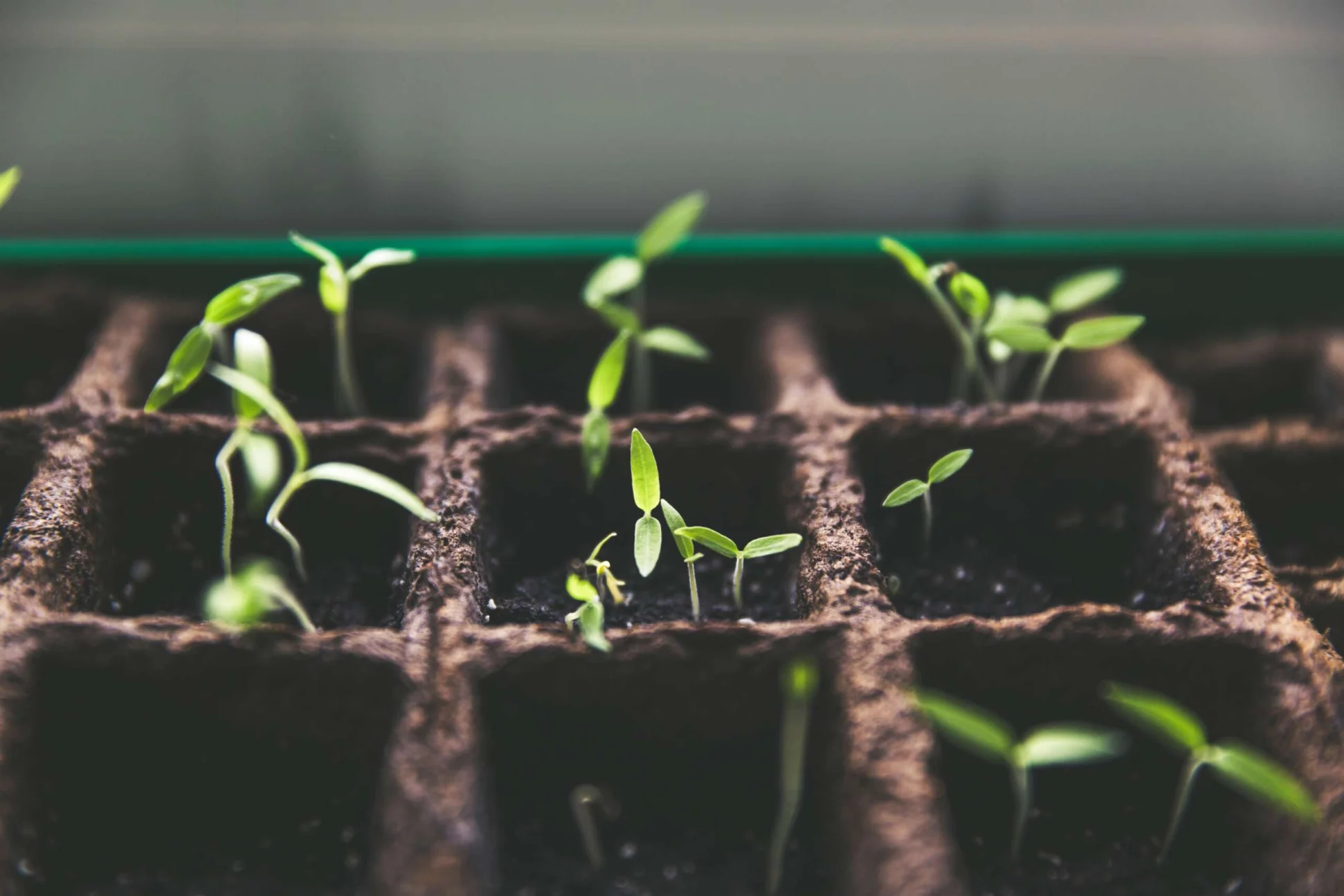 vegetable plant seedlings in pots